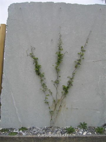 Strahlenförmiges Rankgerüst